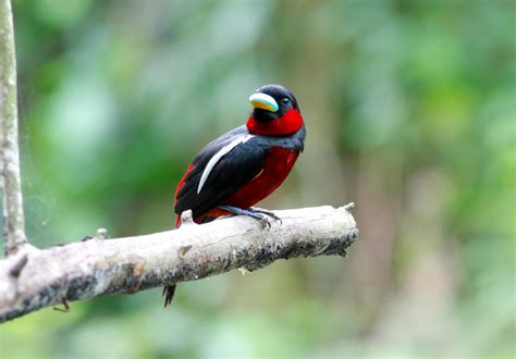 Black-and-red broadbill (Cymbirhynchus macrorhynchos)