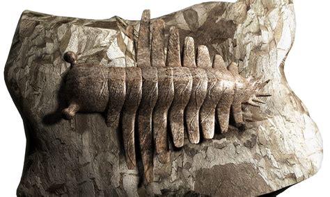 Top 81+ imagen anomalocaris fossil - Abzlocal.mx