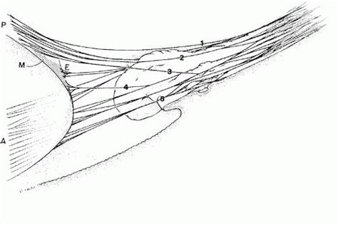 Anatomy of the Zonular Apparatus | Ento Key