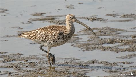 Scolopacidae (Strandlopers en snippen) | Flickr