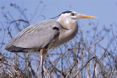 Heron | Wading Bird, Long Legs & Fishing Habits | Britannica