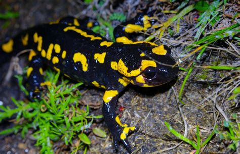 Les amphibiens de chez nous, ce mardi 20 février à Virton | Contrat de ...