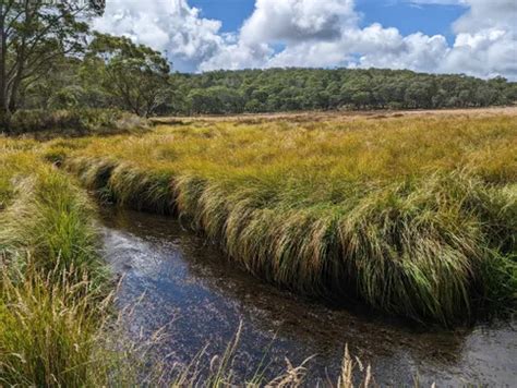 10 Best Hikes and Trails in Barrington Tops National Park | AllTrails