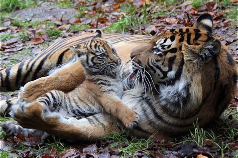 After a Successful Surgery, Sumatran Tiger Cub is Reunited with Mom ...