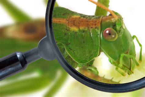 Bug Identification Guide: Learn How To Identify Pests In The Garden