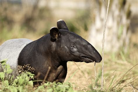 Fun Facts Malayan Tapir - Taman Safari Bali