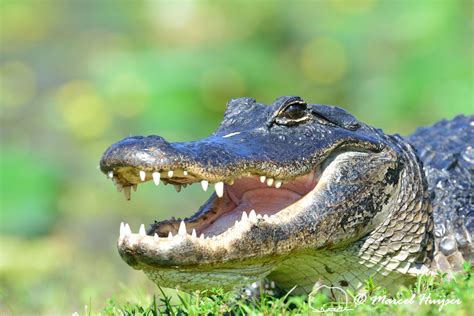 Florida wildlife: American alligator (Alligator mississippiensis ...