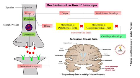 Parkinson's Disease = Mechanism of Action of Levodopa and Carbidopa ...