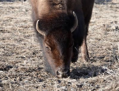 Rick Lamplugh: A Day in the Yellowstone Bison Migration: A Photo Essay