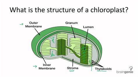 4.1.1 What is the structure of a chloroplast - YouTube