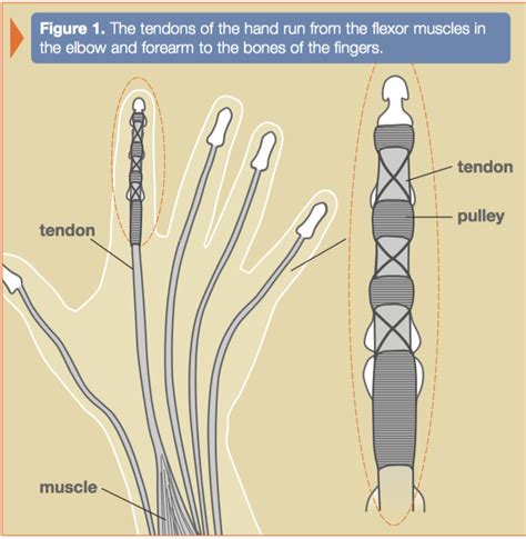 Primary Tendon Repair of the Hand Flexor (Thumb, Index) Each (Flexor ...