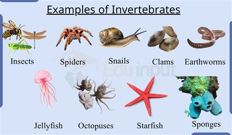 Examples of Invertebrates Animals