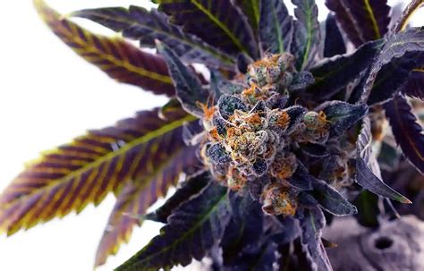 Do Si Do Strain Guide | Thrive Cannabis