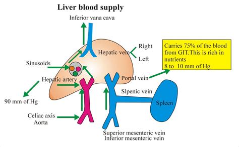 The Blood Vessel That Carries Blood From Gut To The Liver / The blood ...