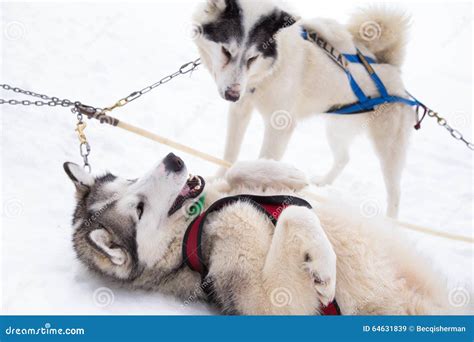 Two Inuit Sled Dogs Playing in Snow for Dogsledding in Minnesota ...