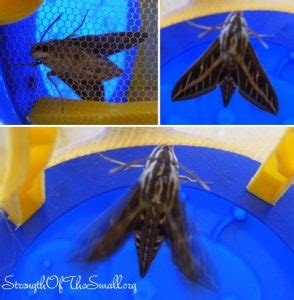 Hummingbird Moth Life Cycle – Strength Of The Small