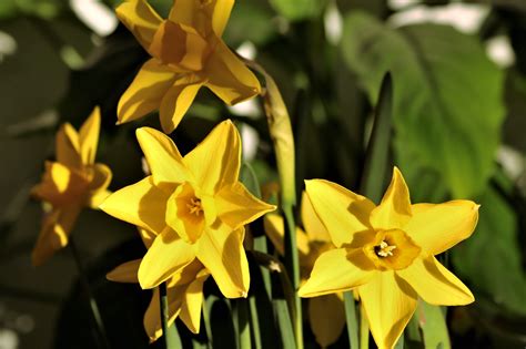 Miniature Daffodils Close-up Free Stock Photo - Public Domain Pictures