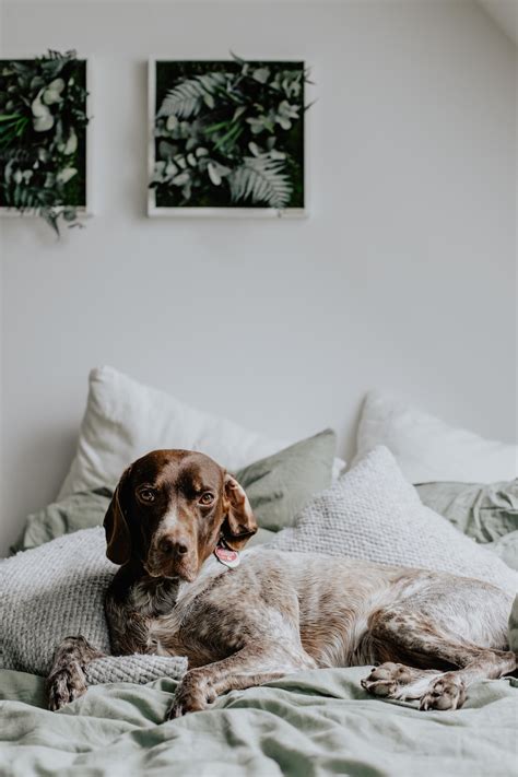 dogs | 4 best free dog, pet, animal and canine photos on Unsplash