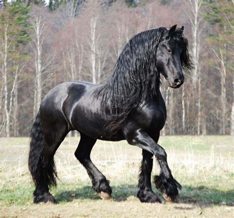 3 Friesian Horse Colors: Which Color Do You Like The Most?