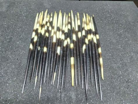 Cape Porcupine Quills - Hystrix africaeaustralis - 25×1×25 - Catawiki