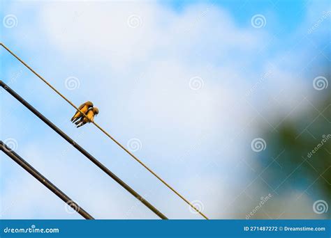 Two birds on a wire stock photo. Image of side, wild - 271487272