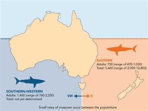 Great White Shark Migration Map