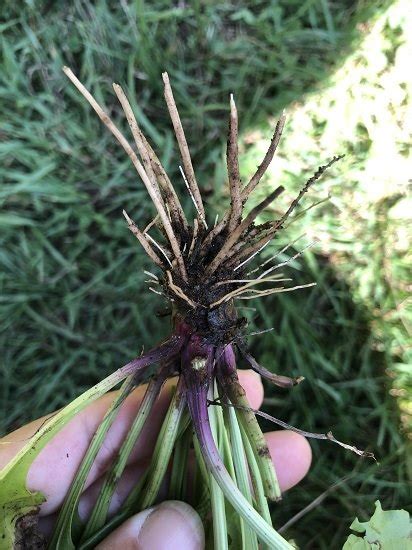 Broadleaf Plantain: A Wonderfully Edible and Medicinal Weed – Mother ...