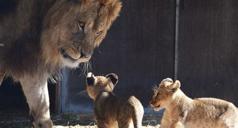 African Lion cubs meet the males and join pride