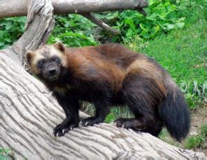 10 Wild Wolverine Facts - Fact Animal