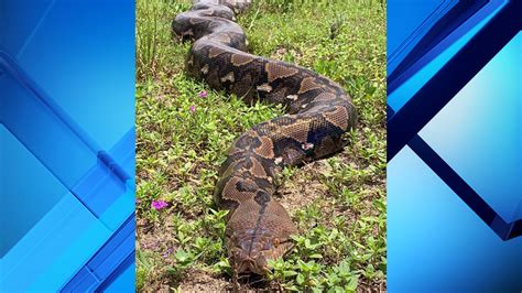 Photo shows 20-foot long Florida python that tops 200 pounds