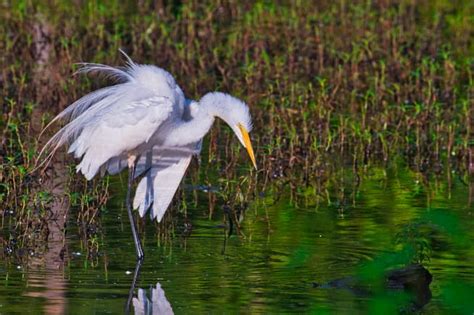 Great Egret With Ruffled Feathers | Steve Creek Photography