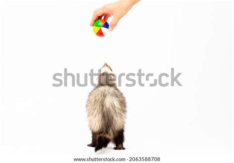 Cute Fun Ferret Baby Weasel Playing Stock Photo 2063588708 | Shutterstock