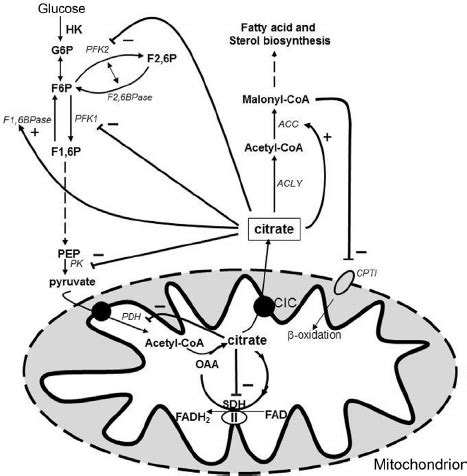 The regulatory role of citrate in the metabolism. Citrate is ...