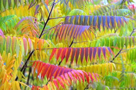 Smooth Sumac (Rhus Glabra): Care and Growing Guide