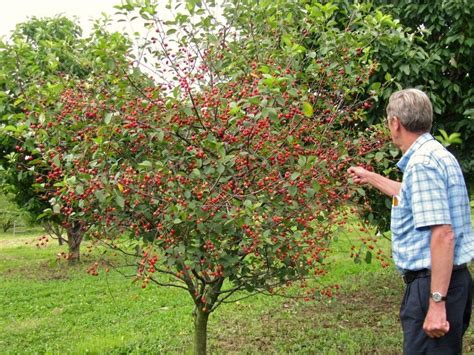 Planning Your Homestead Orchard: Benefits of Dwarf Trees | Карликовые ...