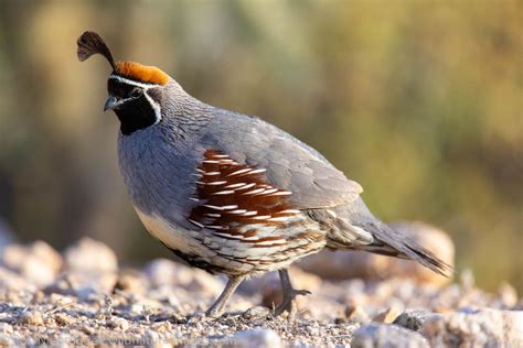 Sonoran Desert Photos | Ron Niebrugge Photography