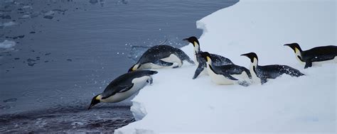 Emperor penguins diving and travelling – Australian Antarctic Program