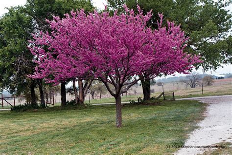 Redbud Tree