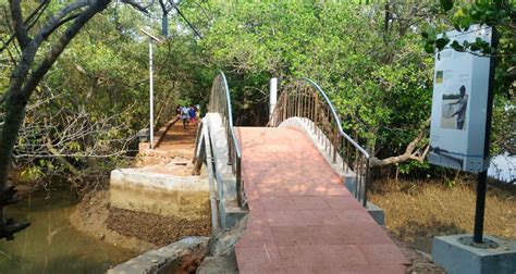 Dr. Salim Ali Bird Sanctuary Goa, India (Entry Fee, Timings, List, Best ...