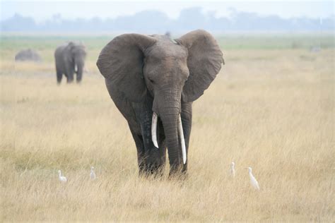 Free Images : prairie, adventure, herd, grazing, africa, mammal, fauna ...