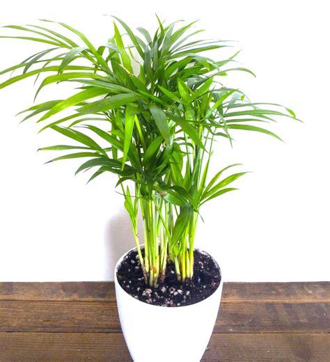 Buy Areca Palm Plant (pot included) online India - plantsguru.com