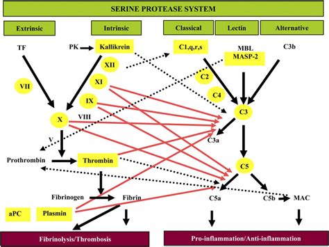 Simplified model of the serine protease system. Depiction of the ...