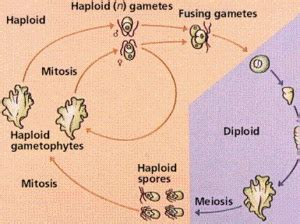 Chlorophyta - microbewiki