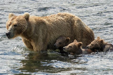 Kodiak Bear Viewing | Larsen Bay Lodge