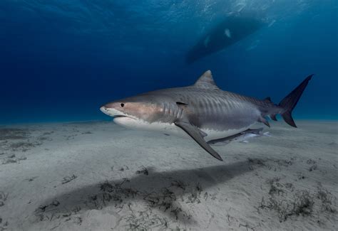 Diver Hand Feeds Gentle Tiger Shark a Fish in Incredible Footage: 'Each ...