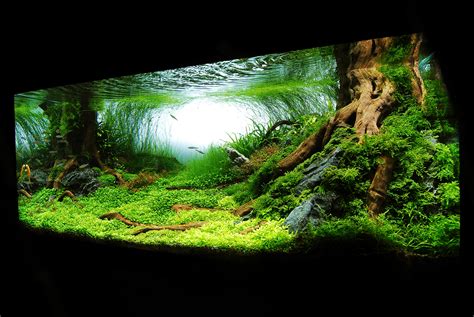 Aquascape aquarium, Nature aquarium, Aquarium fish