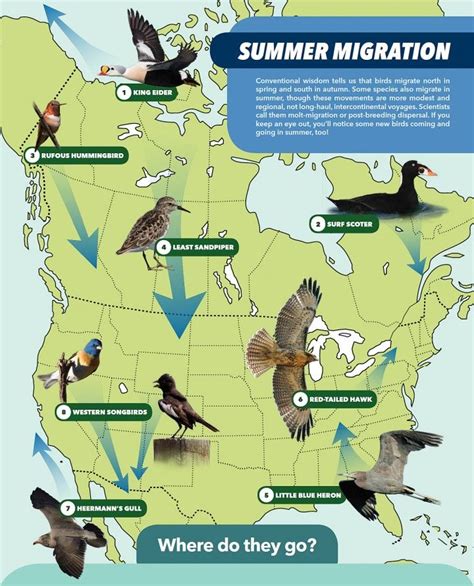 These 8 Unexpected Migration Routes Give You Reason to Go Birding in ...