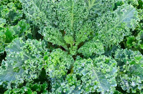 Vates Blue Curled Kale Seeds – Hometown Seeds