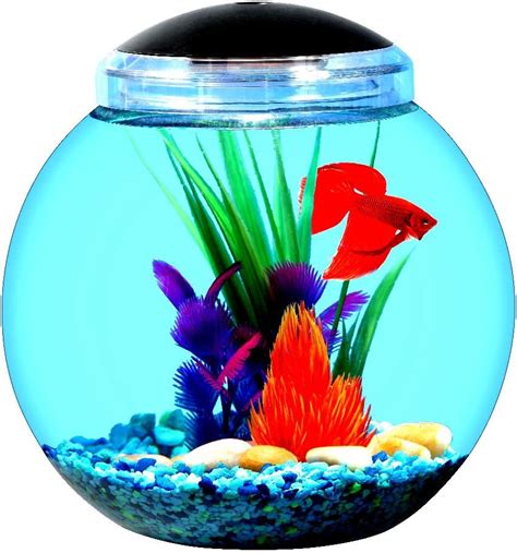 Best Fish Bowls 2020 - Get aquarium fish