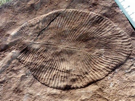 Fossils of 2 new creatures from dawn of animal life | Earth | EarthSky